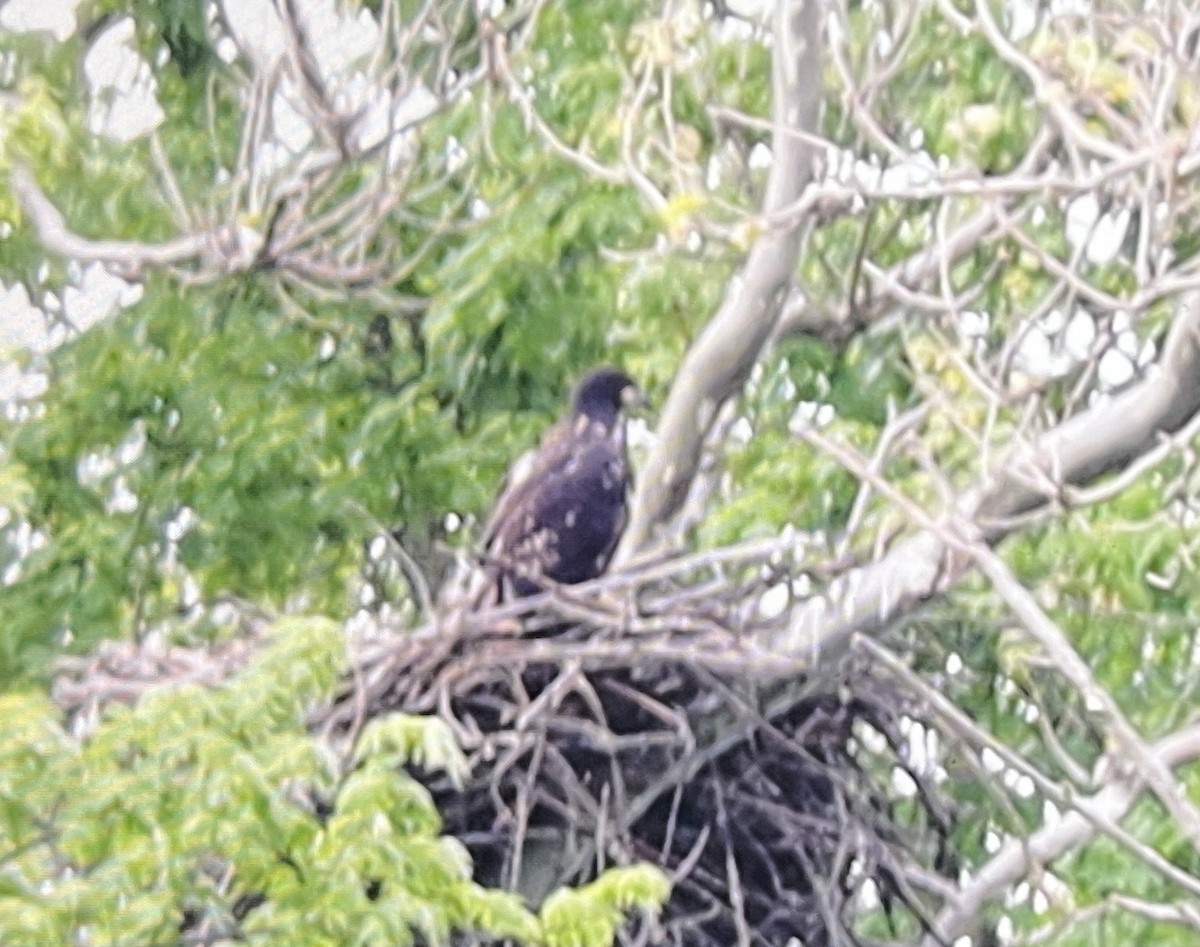 Bald Eagle - ML619003919