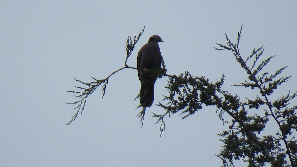 Band-tailed Pigeon - John Cifuentes Lopez