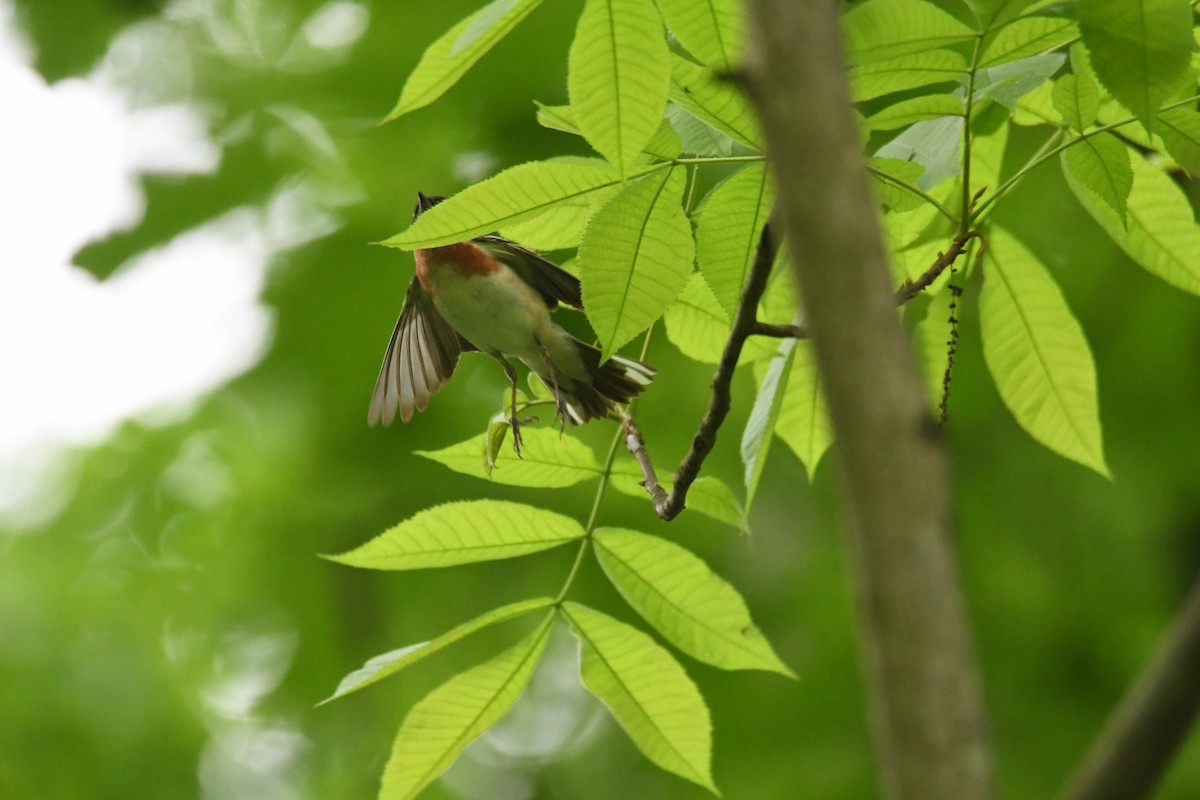 Bay-breasted Warbler - ML619003923