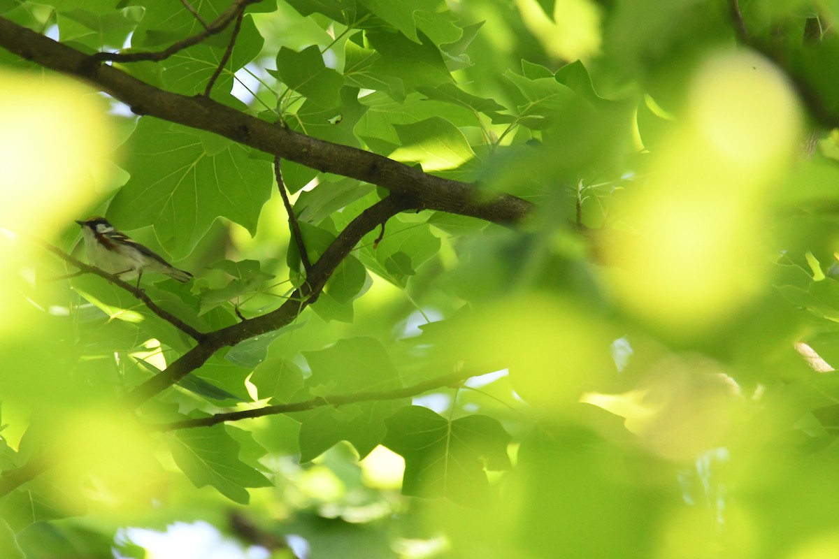 Chestnut-sided Warbler - ML619003955