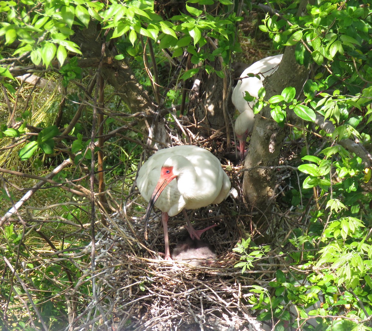 White Ibis - ML619003985