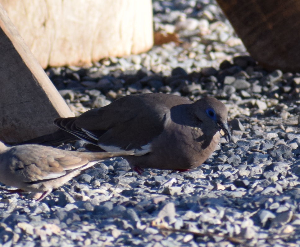 West Peruvian Dove - Felipe Undurraga