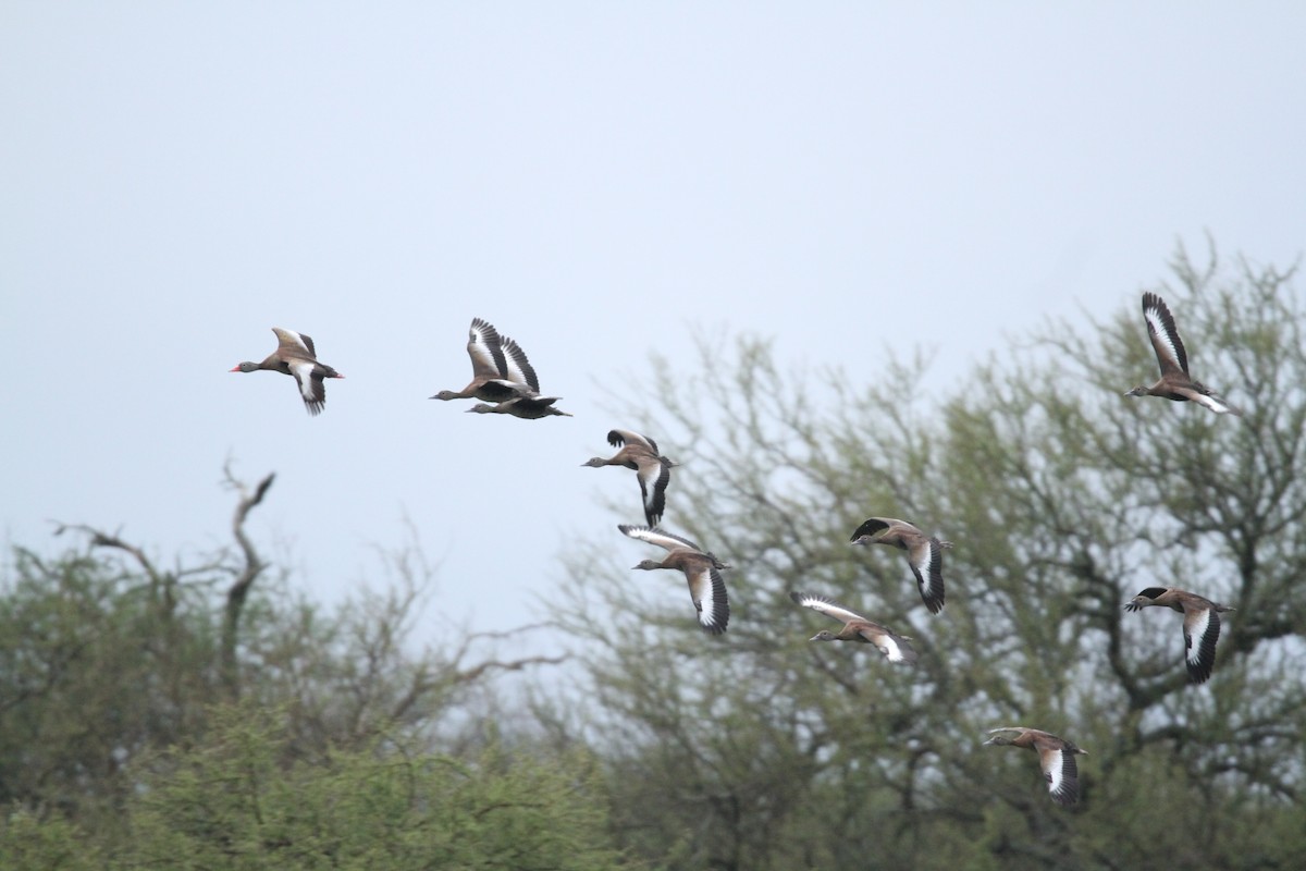 Black-bellied Whistling-Duck - Patricia Alfredo