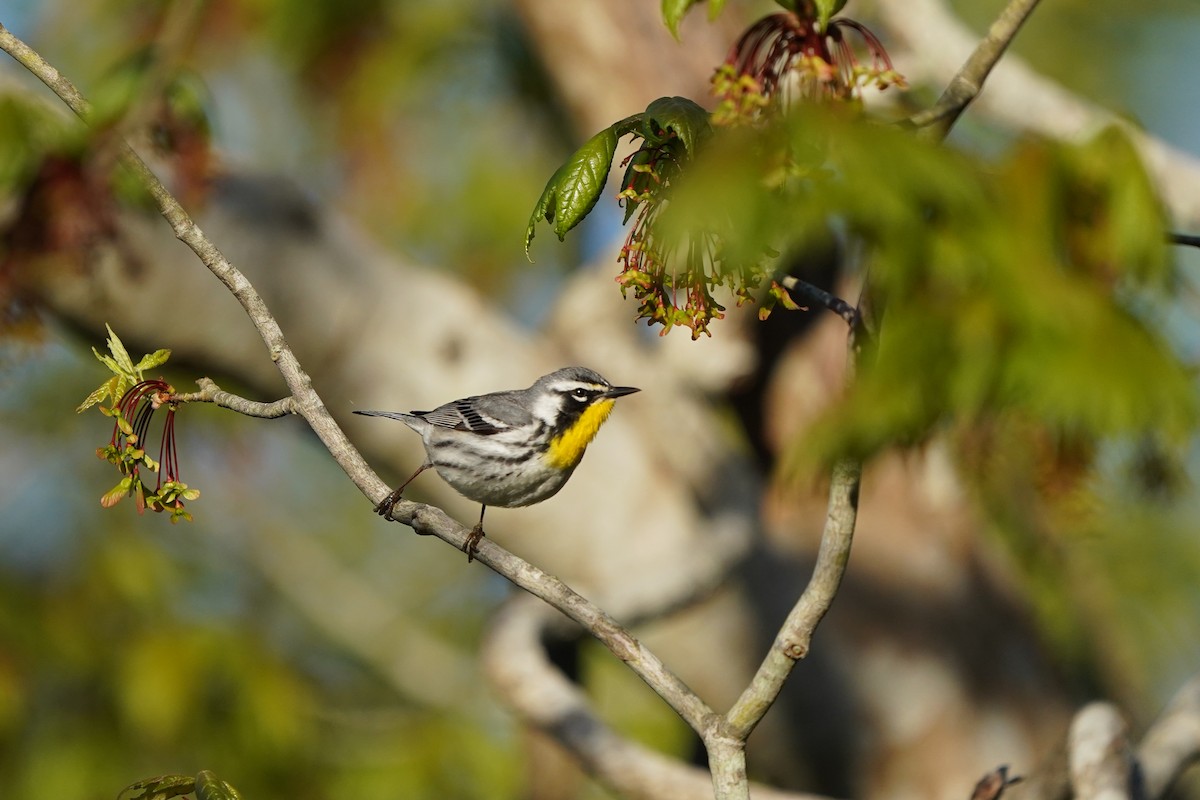 Yellow-throated Warbler - Keegan Burke