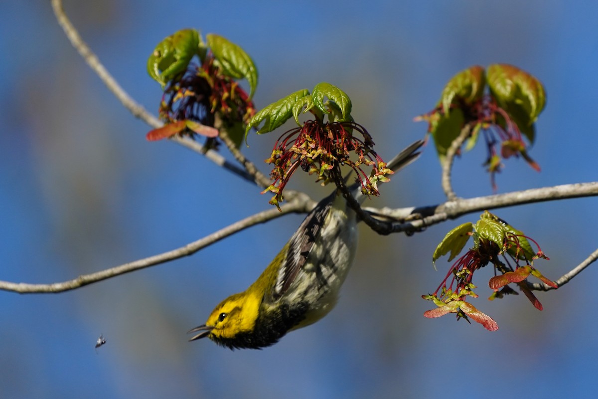 Black-throated Green Warbler - Keegan Burke