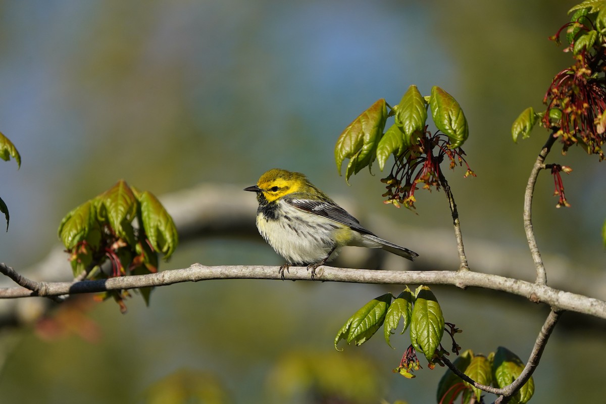 Black-throated Green Warbler - Keegan Burke