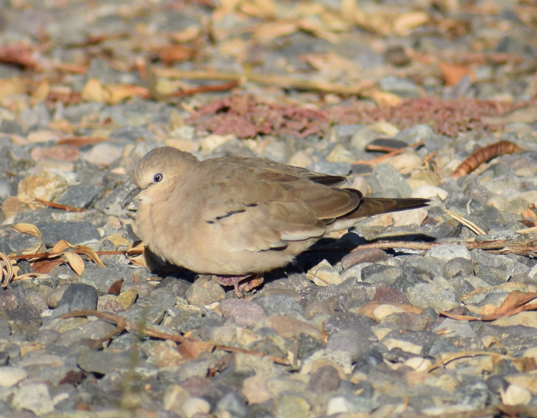 Picui Ground Dove - Felipe Undurraga