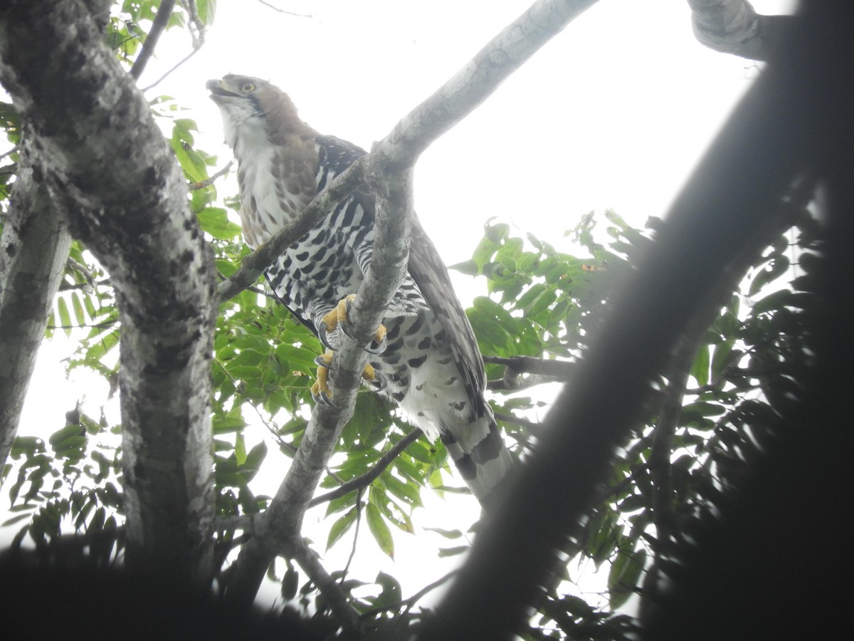 Ornate Hawk-Eagle - ML619004092