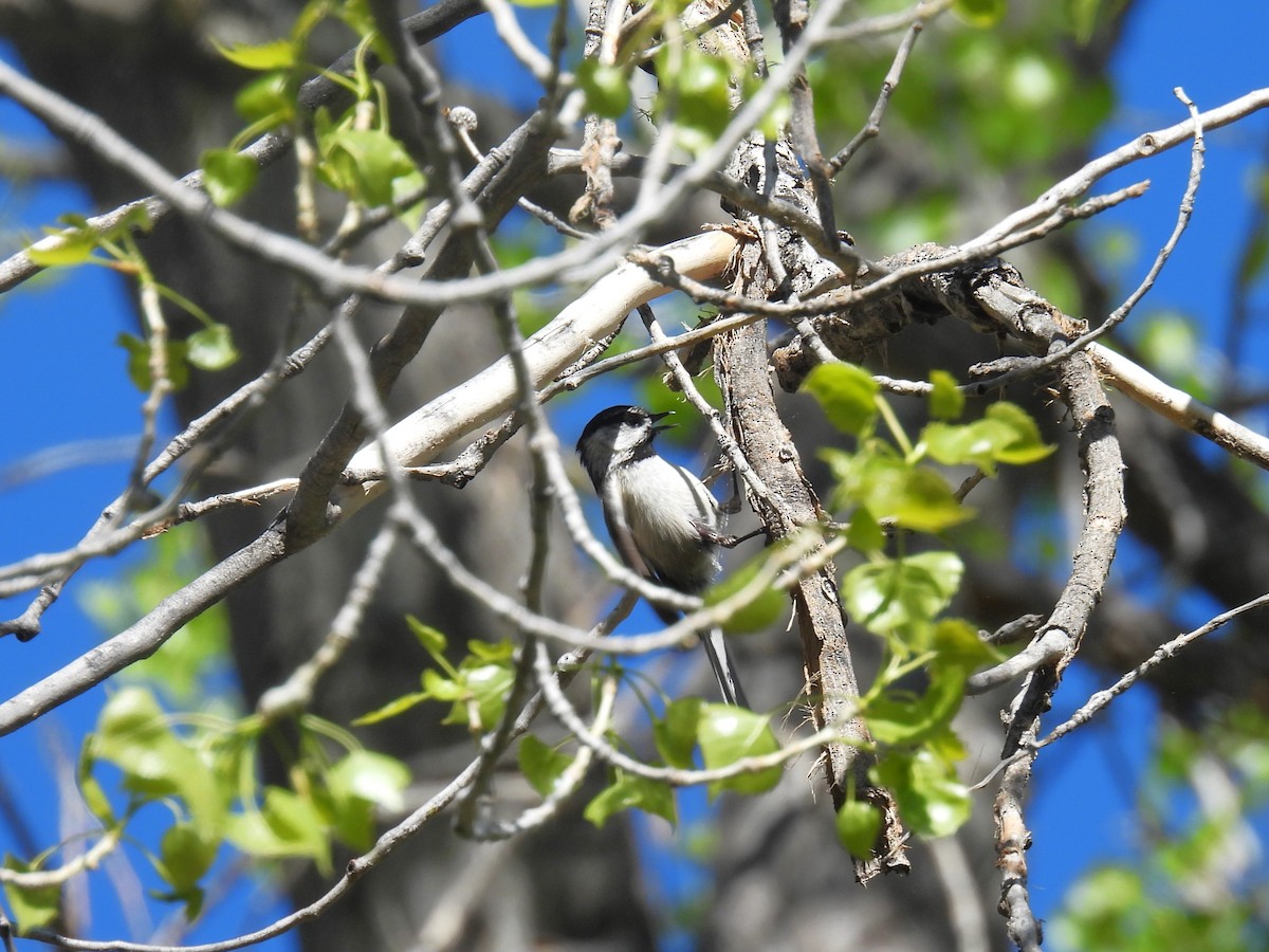 Black-capped x Mountain Chickadee (hybrid) - Chris Chappell