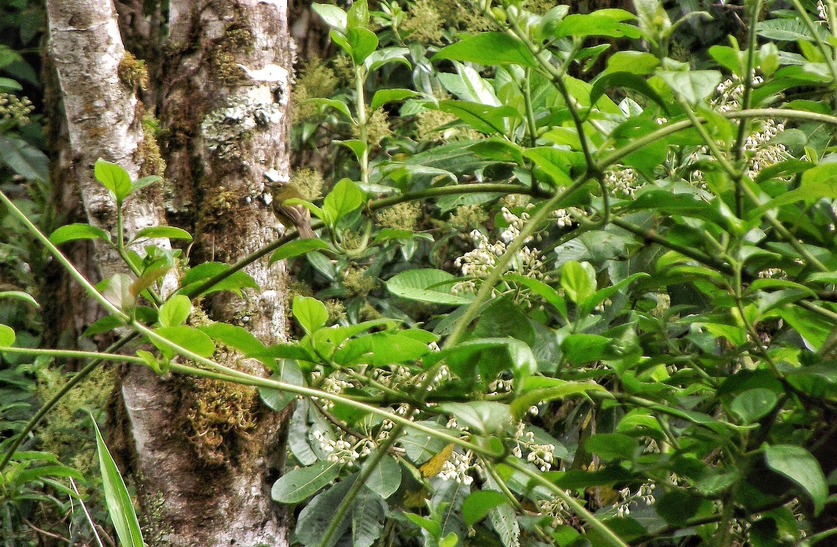 Flavescent Flycatcher - GAMASCO Guardianes