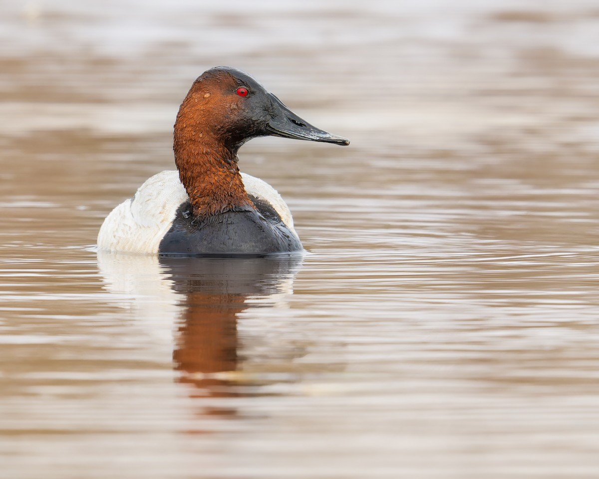 Canvasback - ML619004117