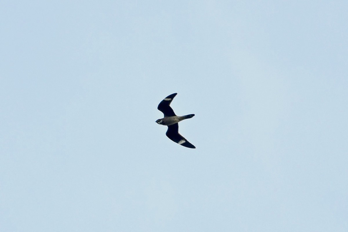 Common Nighthawk - Todd Fitzgerald