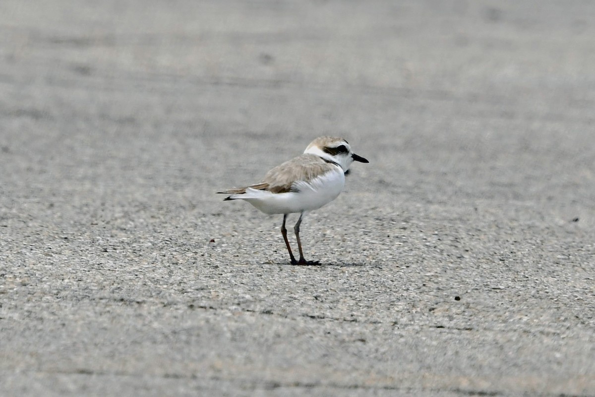 Snowy Plover - ML619004148