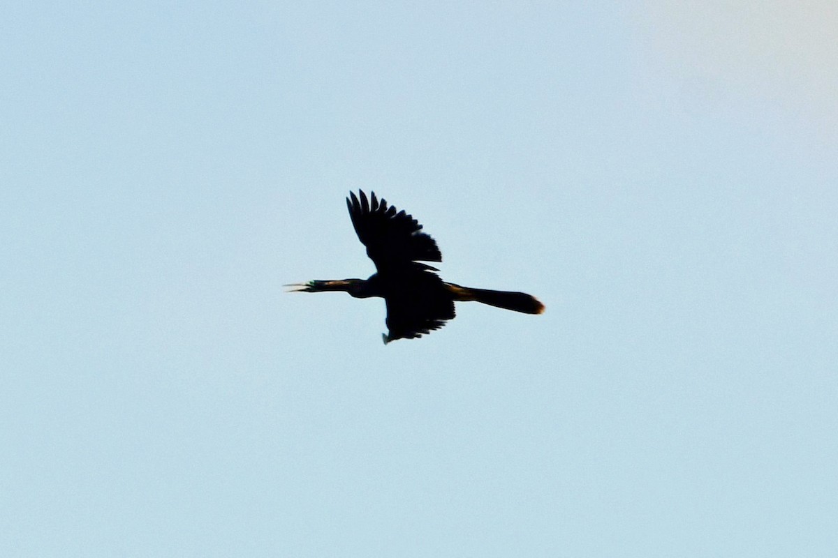 Anhinga Americana - ML619004160