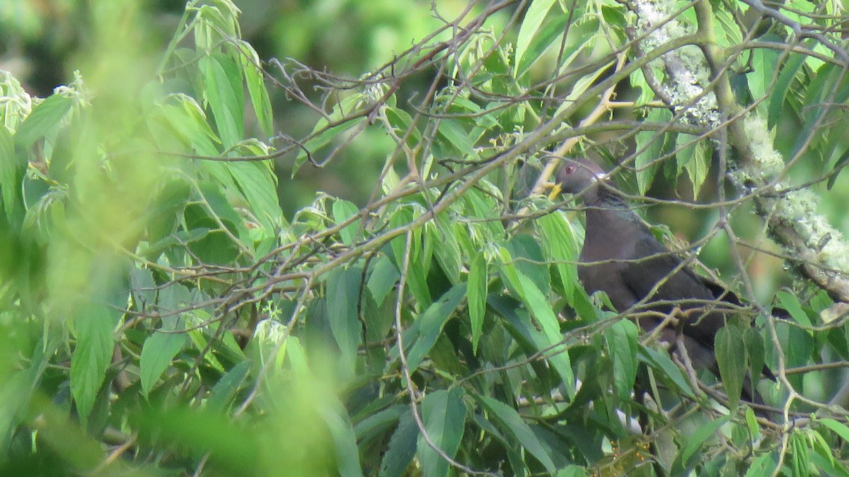 Band-tailed Pigeon - ML619004178