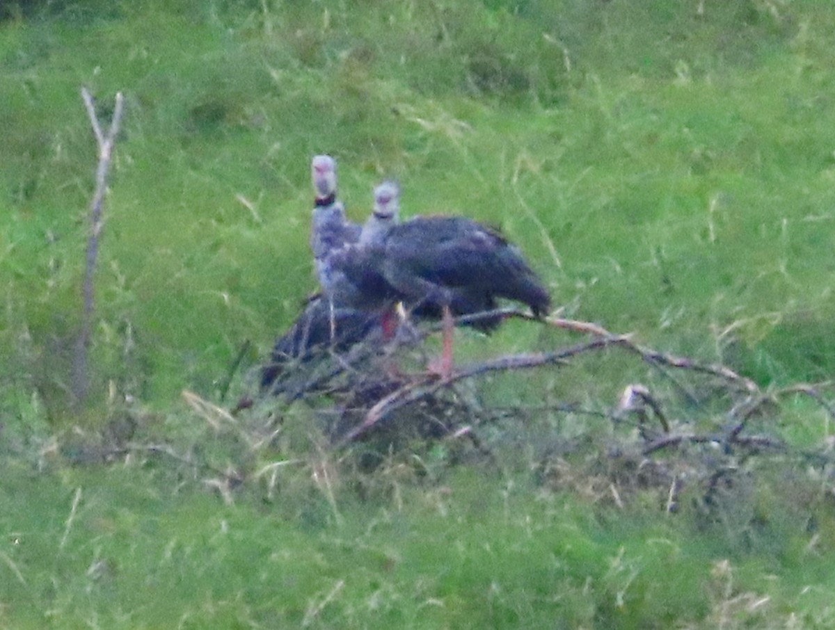 Southern Screamer - ML619004206