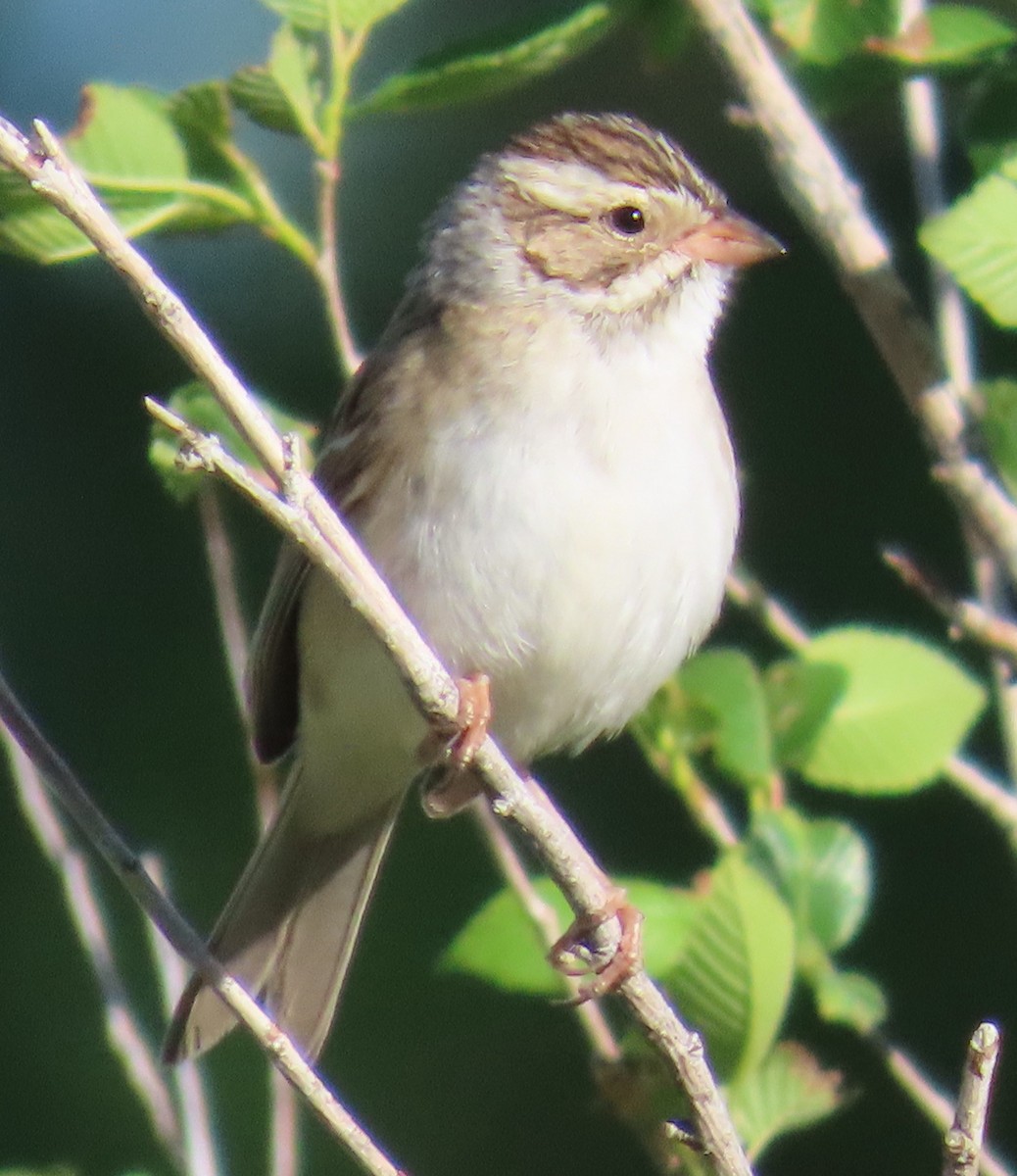 Clay-colored Sparrow - Robin Gurule