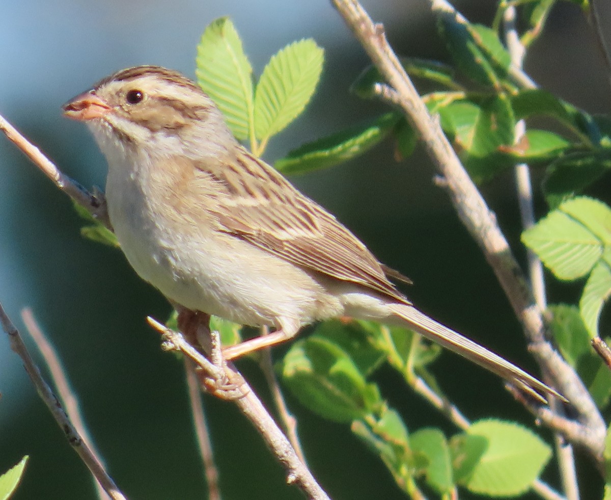 Clay-colored Sparrow - Robin Gurule