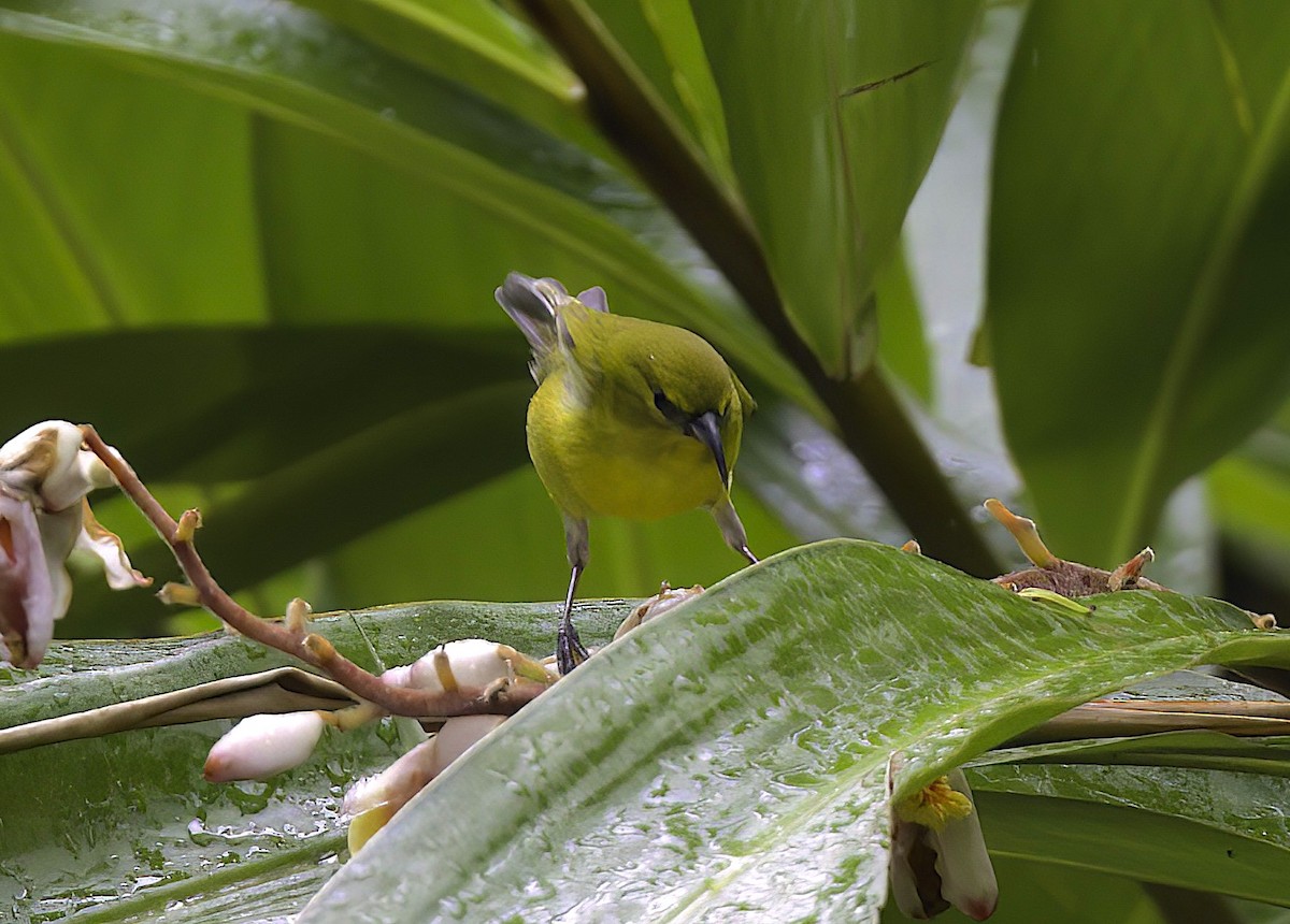 Oahu-Amakihikleidervogel - ML619004238