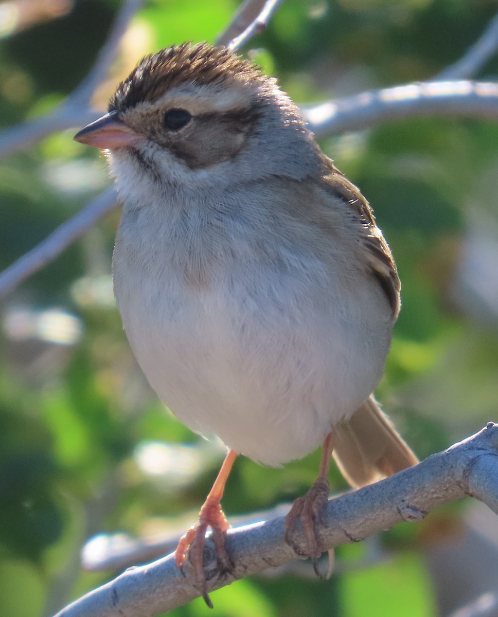 Clay-colored Sparrow - Robin Gurule