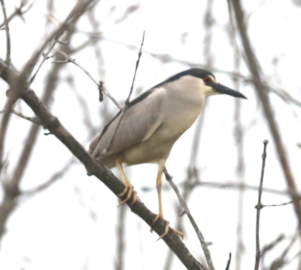 Black-crowned Night Heron - ML619004267