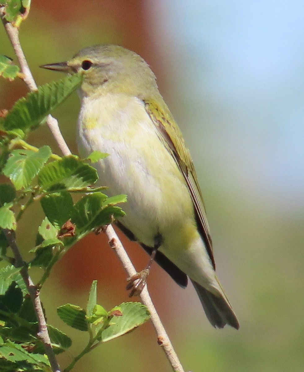 Tennessee Warbler - Robin Gurule