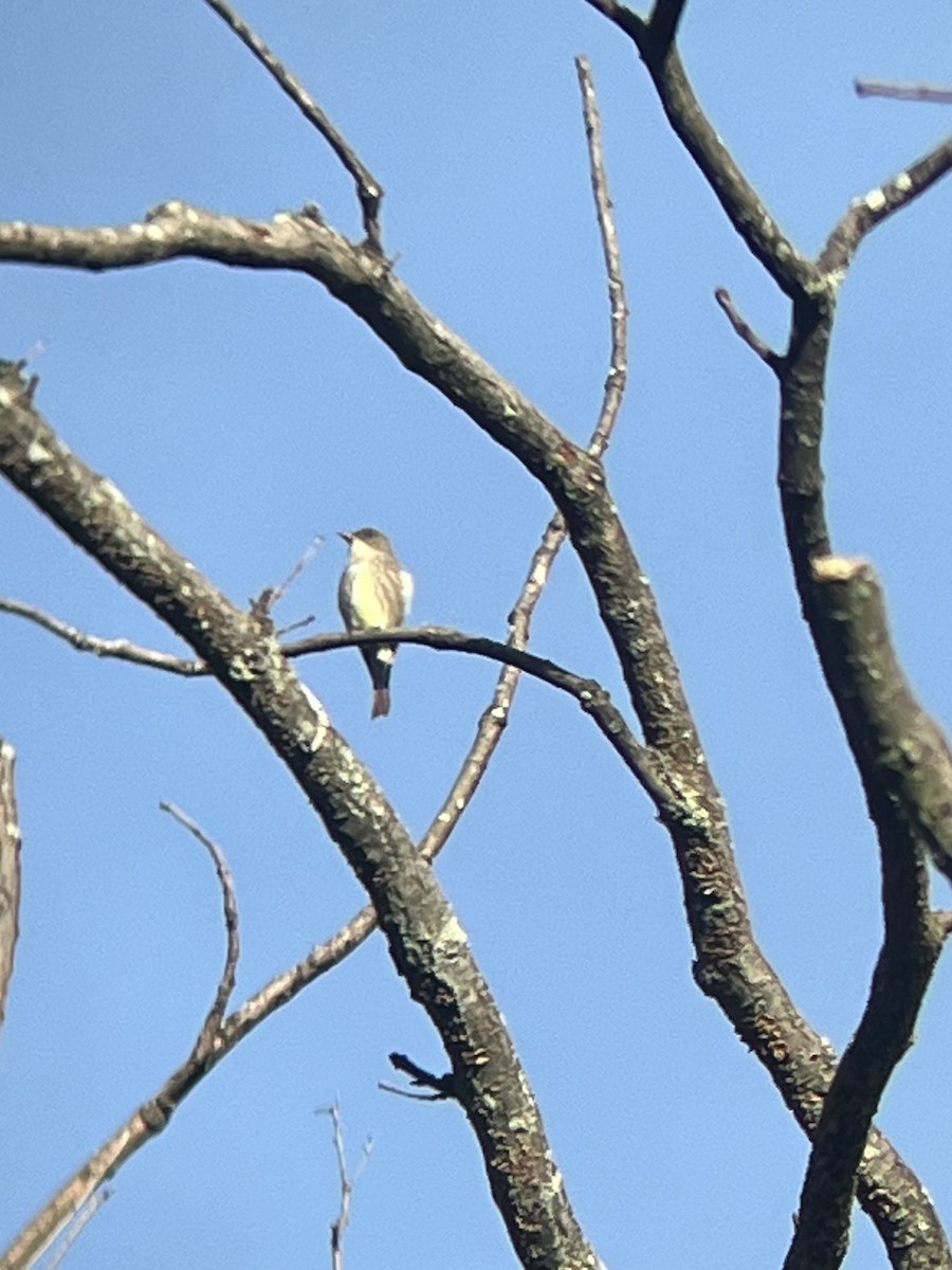 Olivflanken-Schnäppertyrann - ML619004308