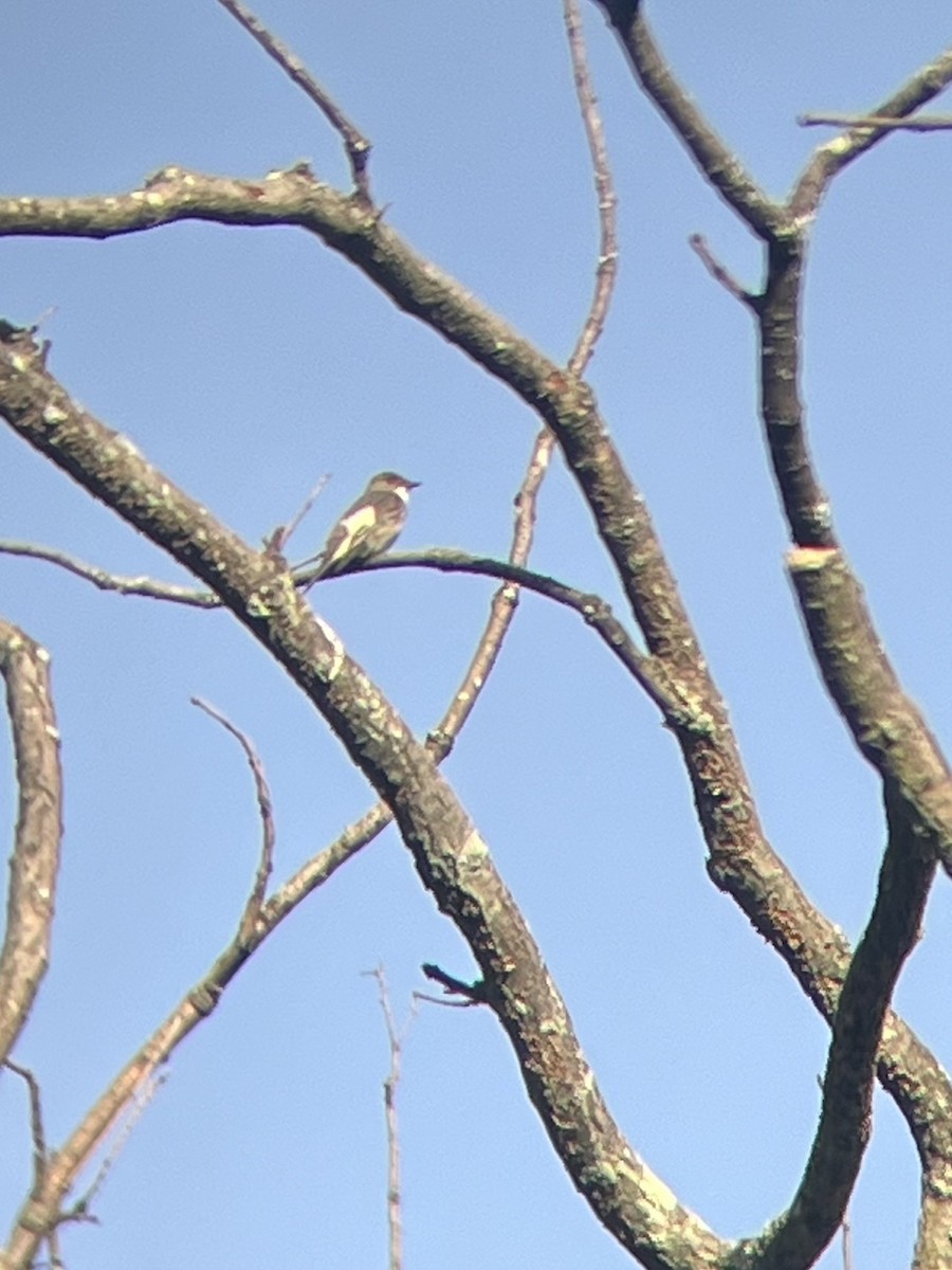 Olive-sided Flycatcher - ML619004309