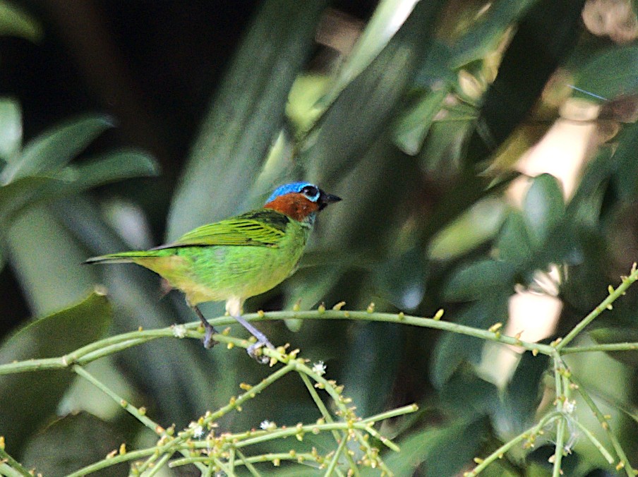 Red-necked Tanager - Patrícia Hanate