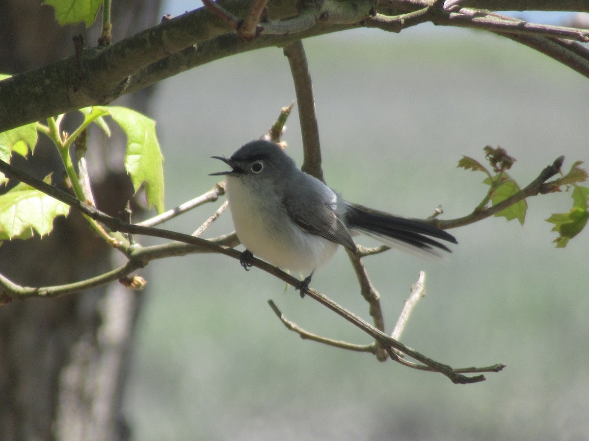 Blue-gray Gnatcatcher - ML619004324