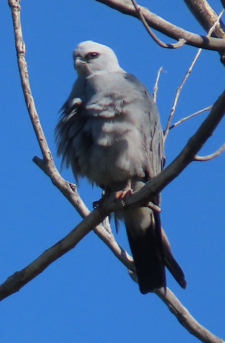 Mississippi Kite - ML619004330