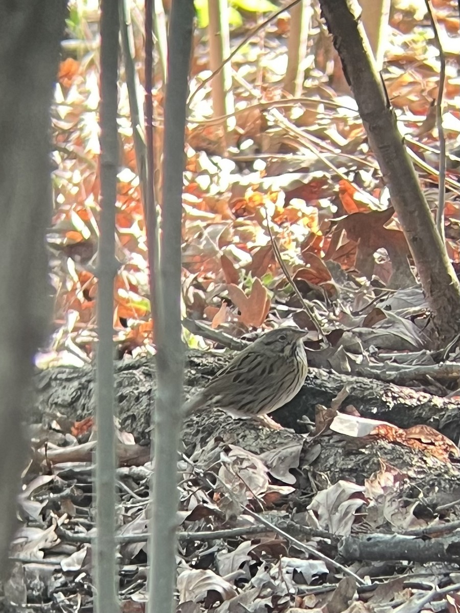 Lincolnammer - ML619004335