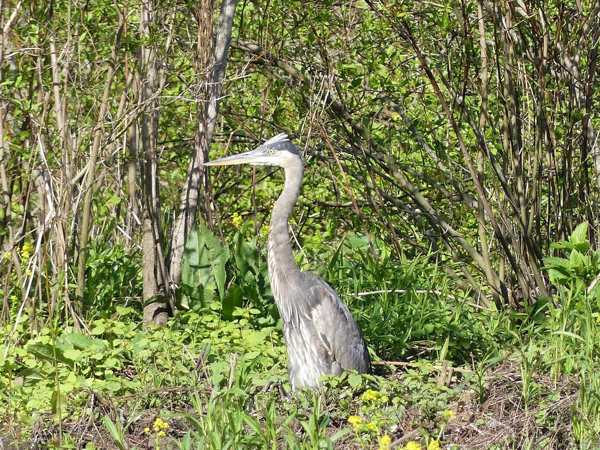 Great Blue Heron - ML619004340