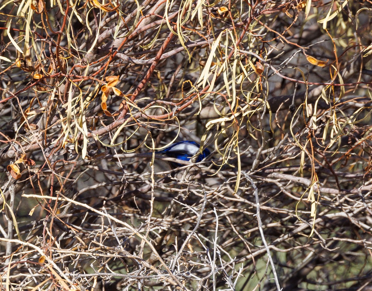 White-winged Fairywren - Paul Rankin