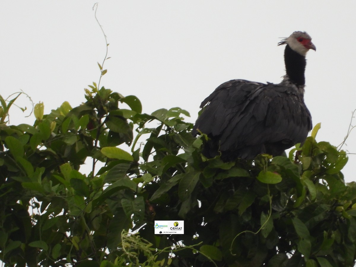 Northern Screamer - ML619004376