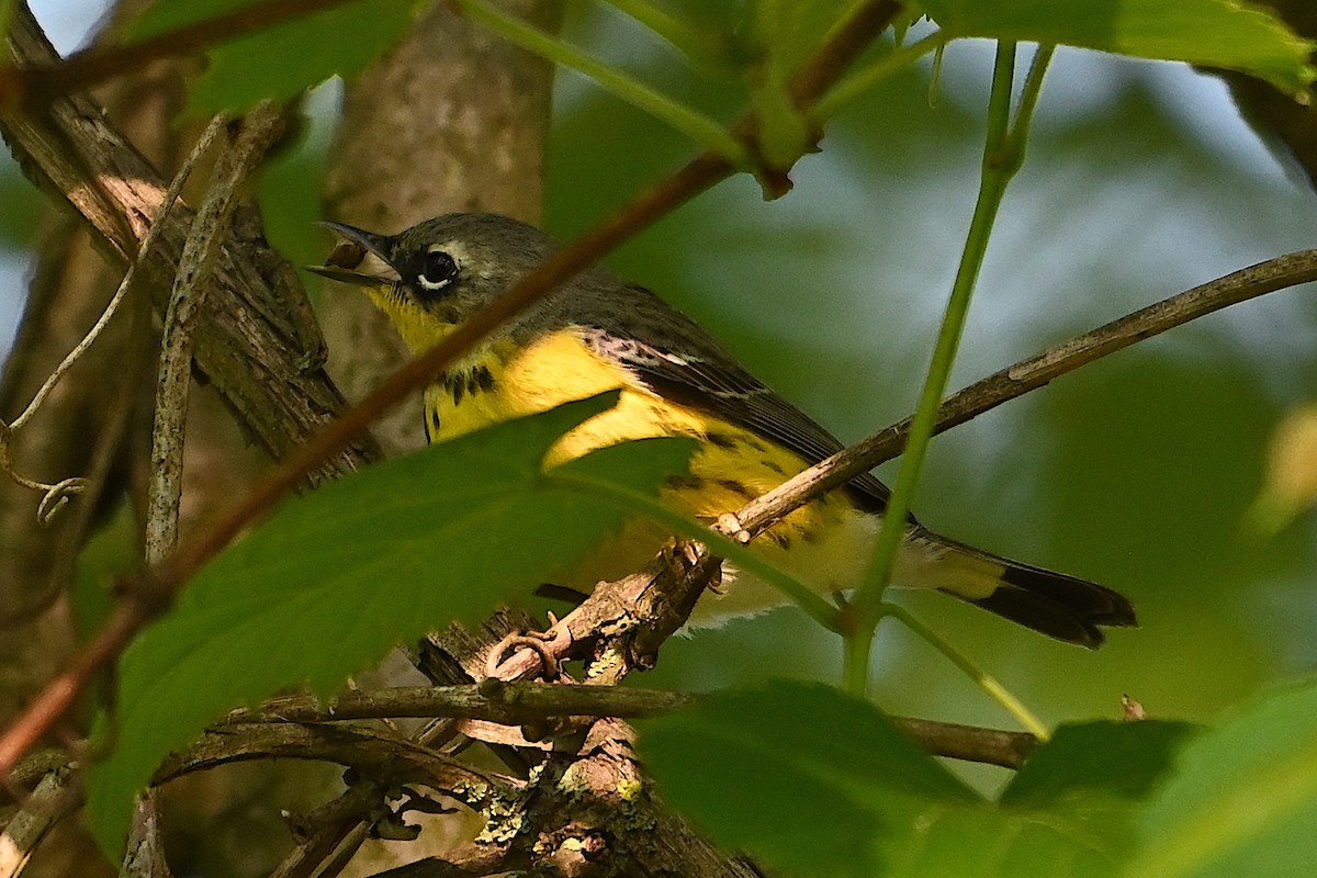 Magnolia Warbler - Chad Ludwig