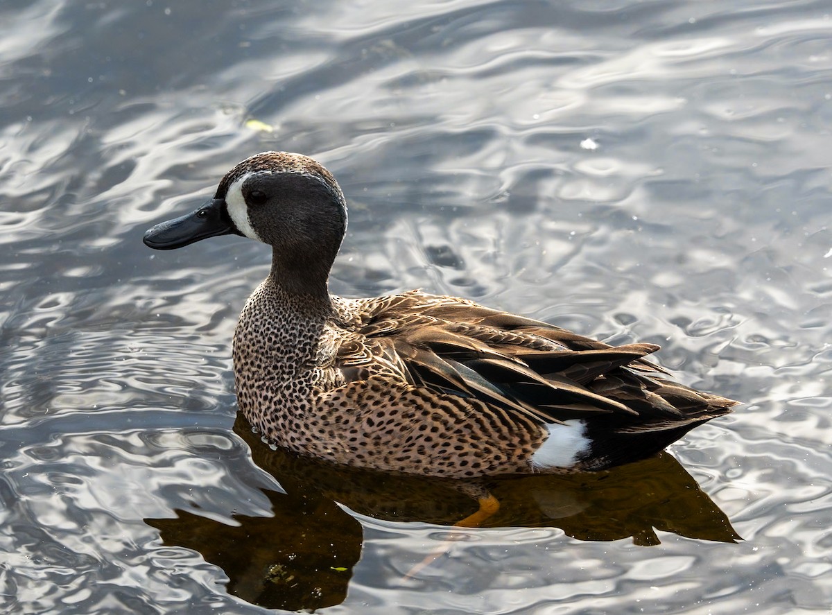 Blue-winged Teal - ML619004391