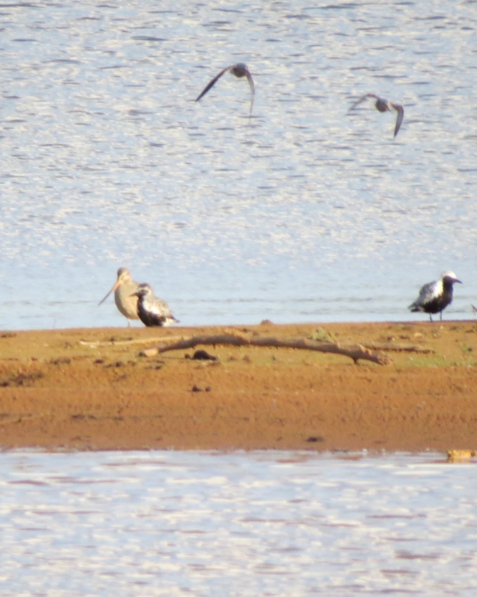 Black-bellied Plover - ML619004394