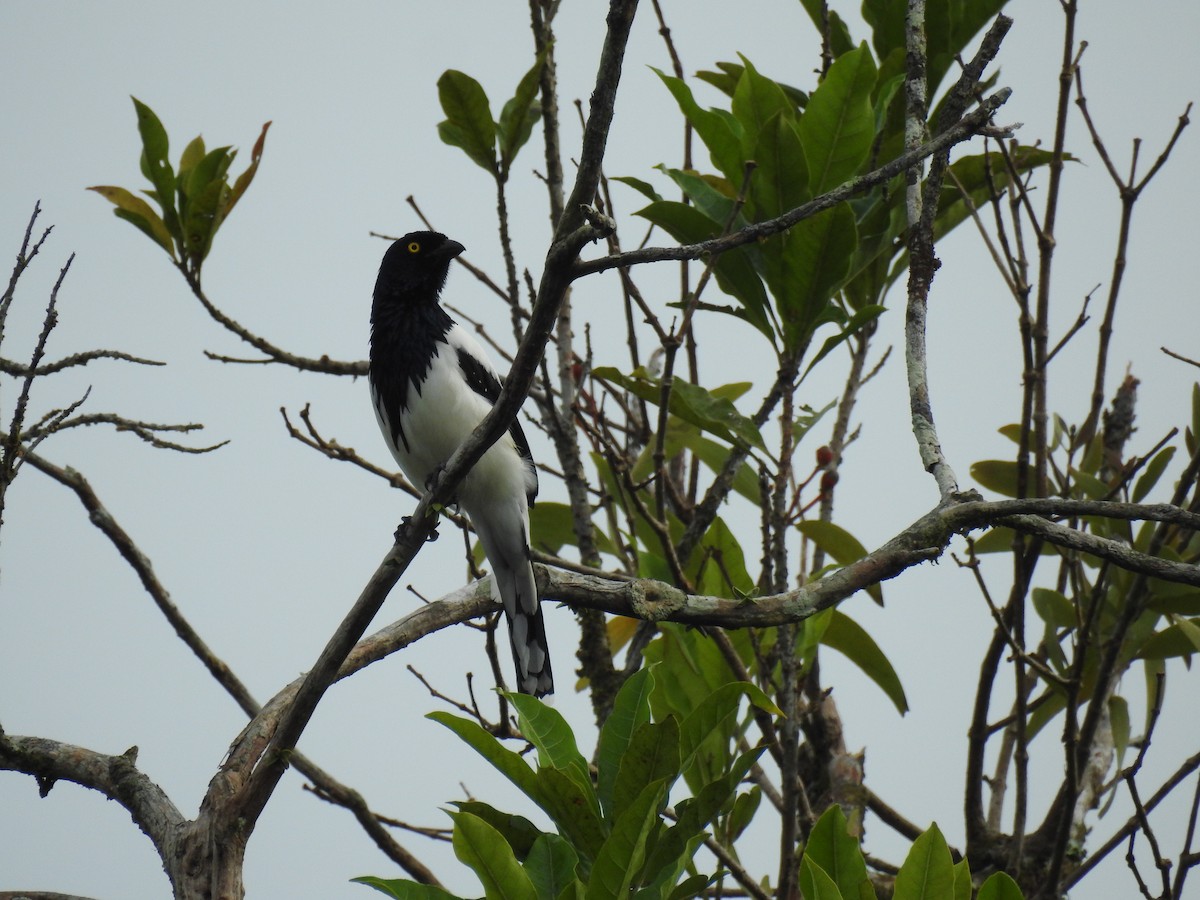 Magpie Tanager - ML619004428