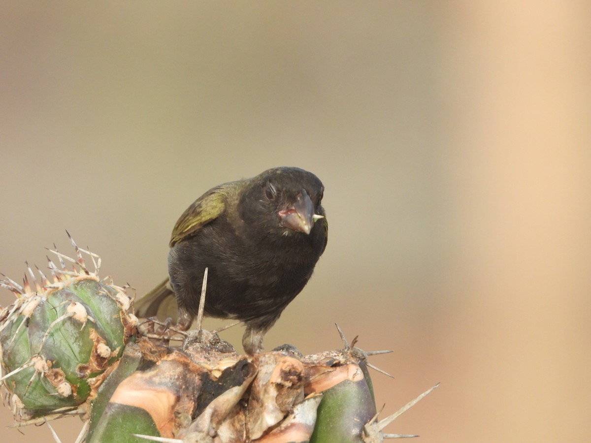 Black-faced Grassquit - Jose Fernando Sanchez O.