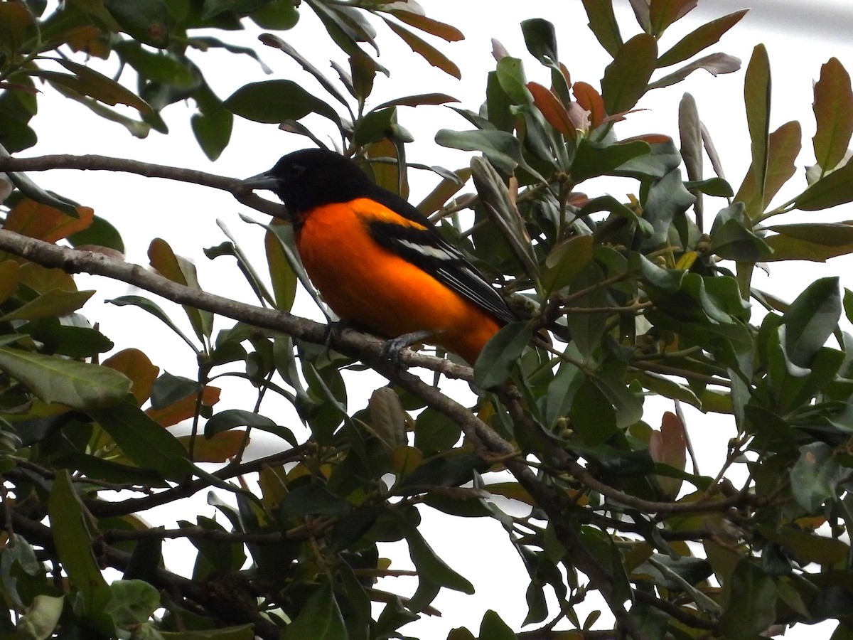 Baltimore Oriole - Vidhya Sundar