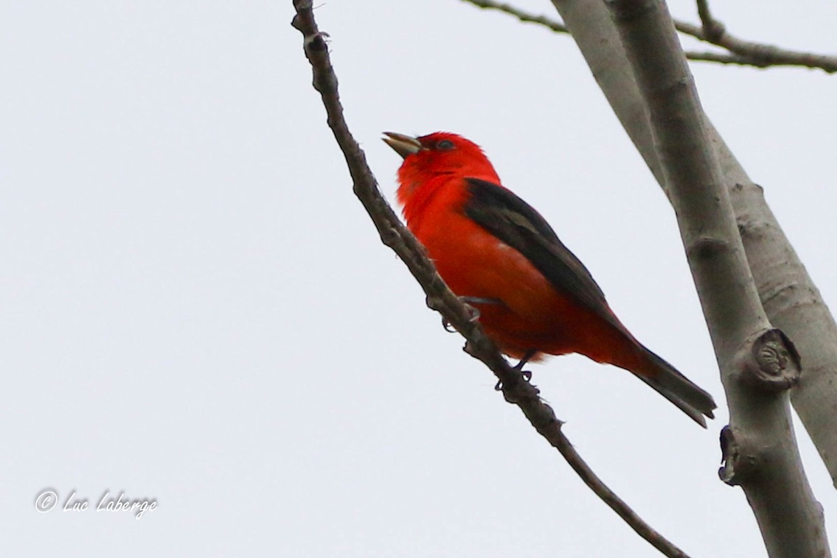 Scarlet Tanager - Luc Laberge