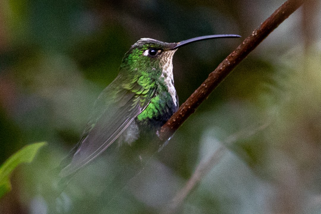 Colibri de Lafresnaye - ML619004468