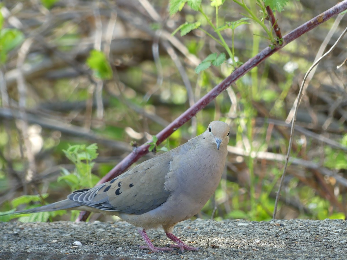 Mourning Dove - Cheyenne Ellis