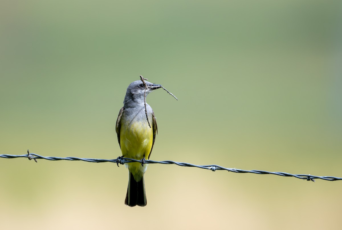 Western Kingbird - Herb Elliott