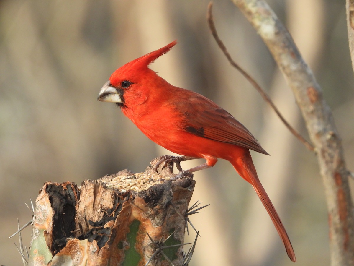 Vermilion Cardinal - ML619004510