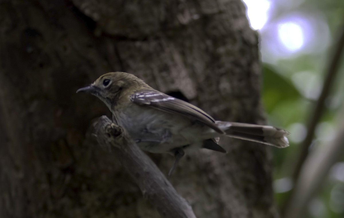 Oahu Elepaio - Mandy Talpas -Hawaii Bird Tours