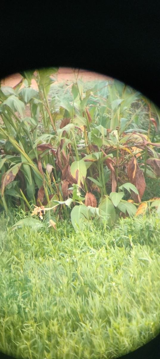 Yellow Bittern - Vivekananda K