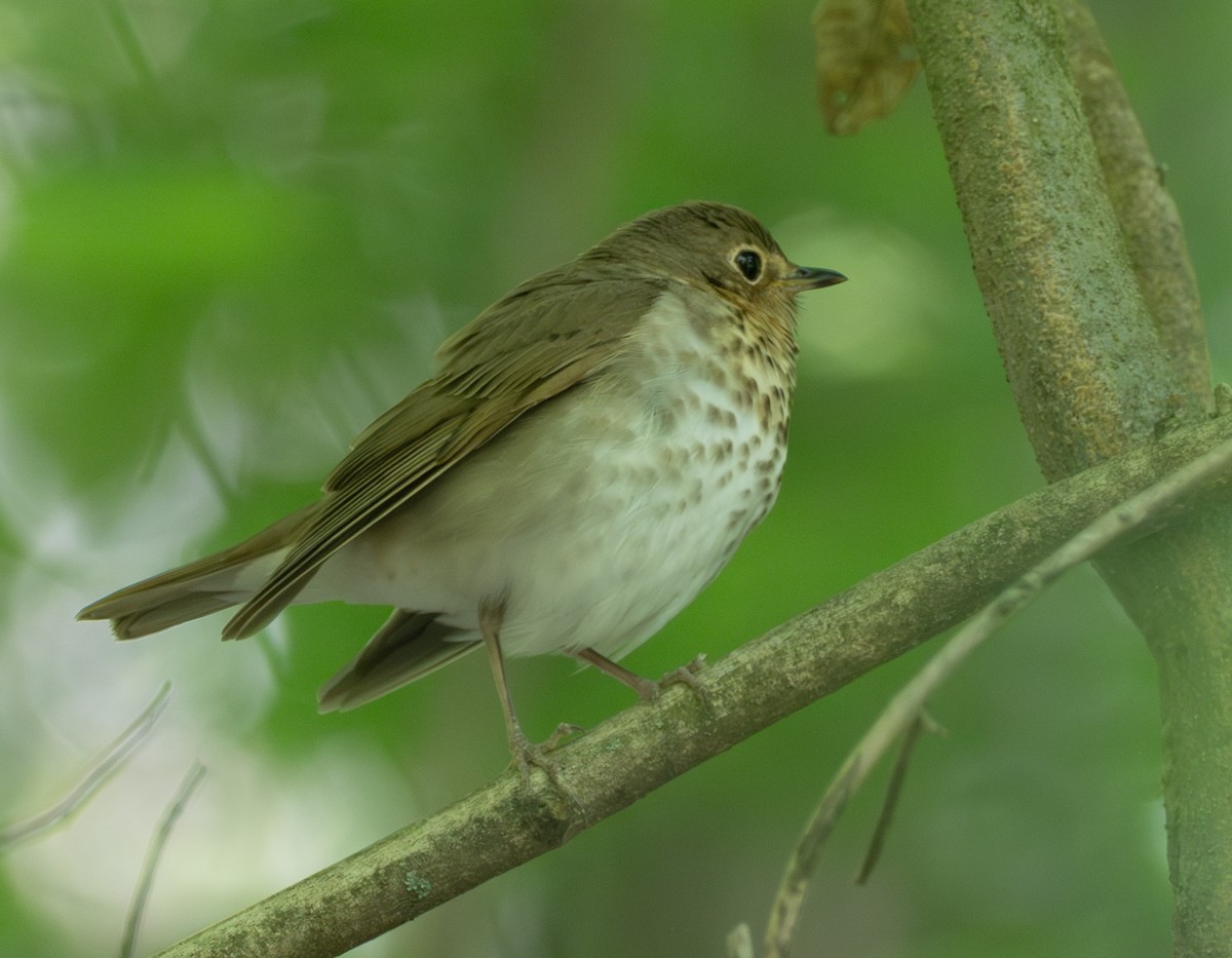 Swainson's Thrush - ML619004559