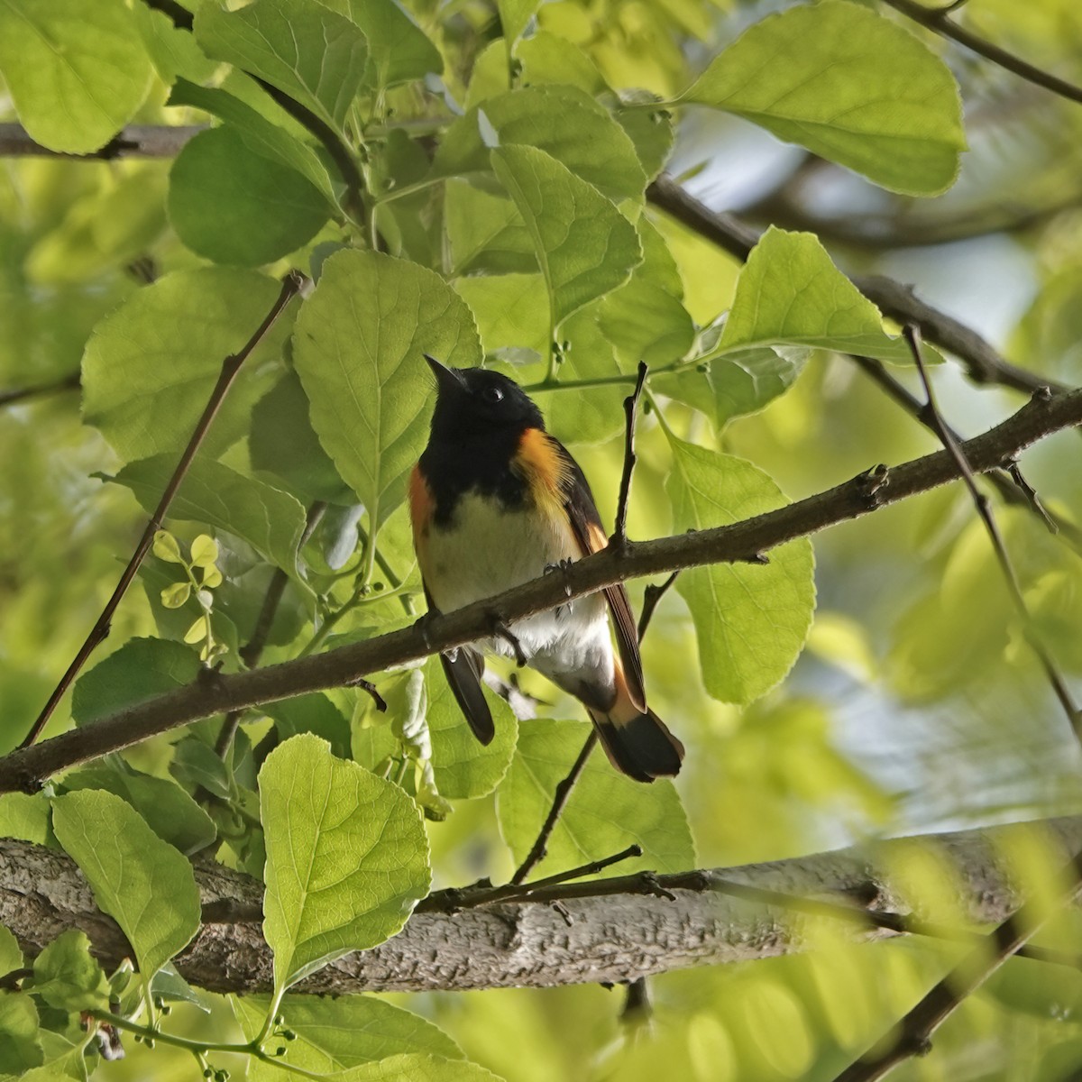 American Redstart - Troy Gorodess